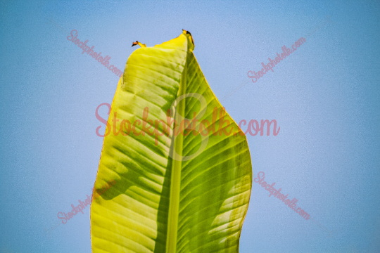 Banana Leaf