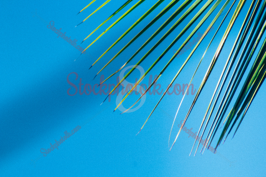 Coconut Leaf