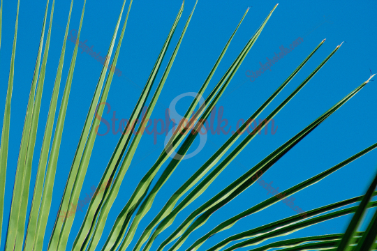 Coconut leaf, closeup, Sri Lanka