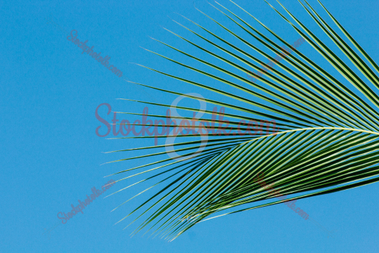 Coconut leaf, closeup, Sri Lanka