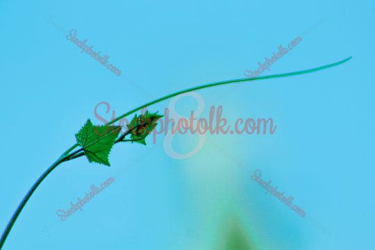 Natural plant, closeup, Sri Lanka