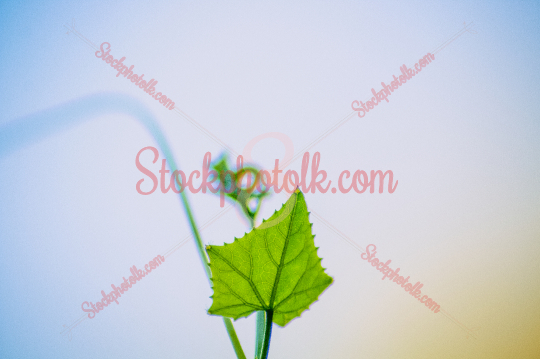 Natural plant, closeup, Sri Lanka