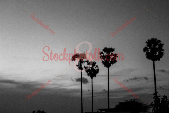 Palm Trees, Jaffna, Sri Lanka