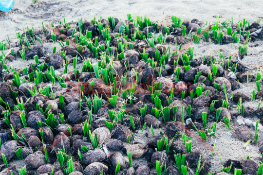 Palmyra Seeds, Jaffna, Sri Lanka