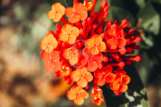 Rathmal, closeup photo