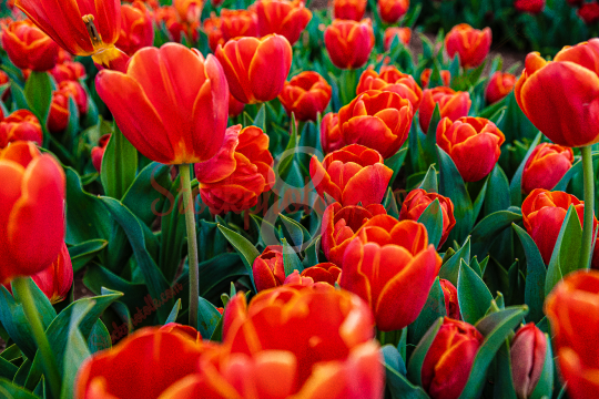 Red Tulips