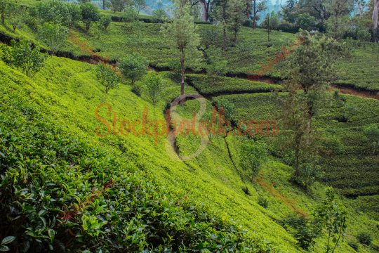 Tea Plantation, Nuwara Eliya, Sri Lanka