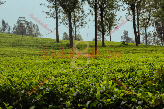 Tea plantation, Nuwara Eliya, Sri Lanka