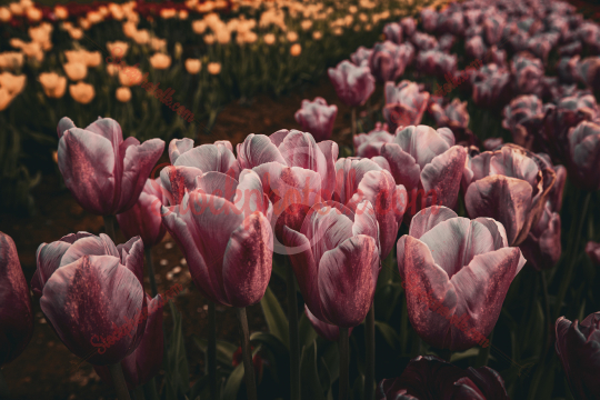 Tulips