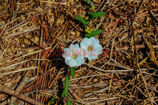 Two flowers, closeup, Waskaduwa, Sri Lanka